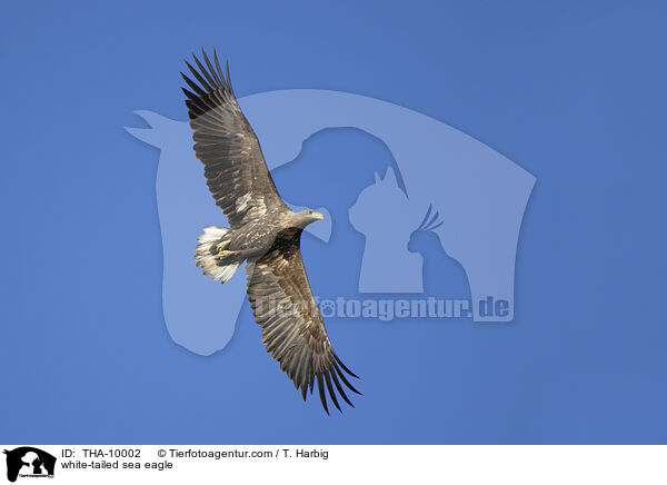 white-tailed sea eagle / THA-10002