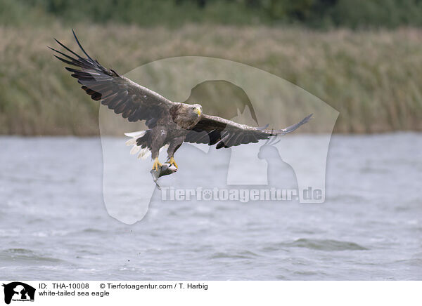 white-tailed sea eagle / THA-10008