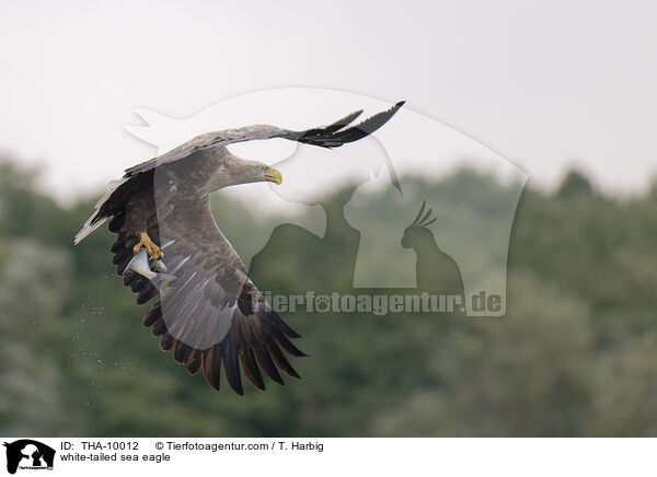 white-tailed sea eagle / THA-10012