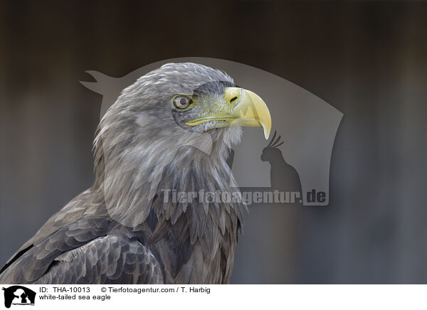 white-tailed sea eagle / THA-10013
