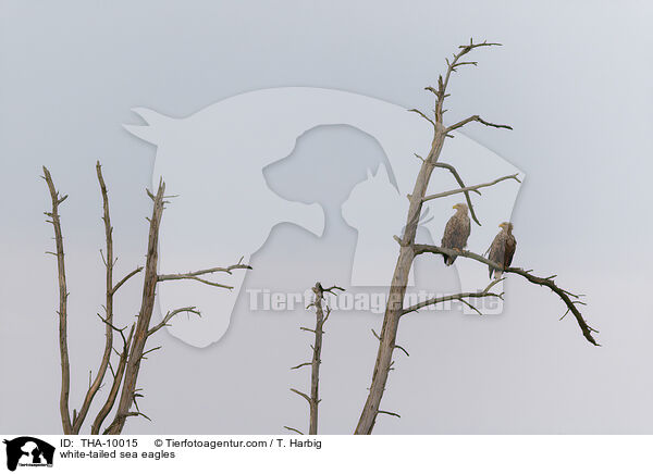 Seeadler / white-tailed sea eagles / THA-10015