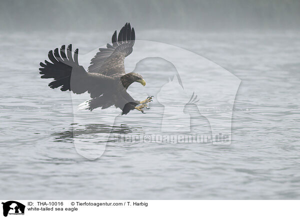 Seeadler / white-tailed sea eagle / THA-10016