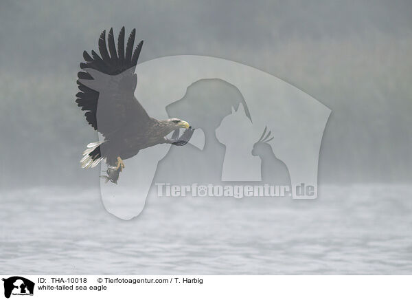 white-tailed sea eagle / THA-10018