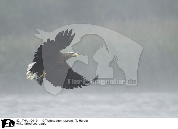 Seeadler / white-tailed sea eagle / THA-10019