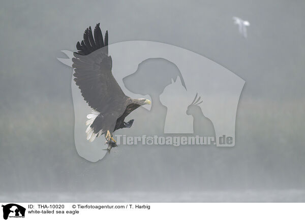 Seeadler / white-tailed sea eagle / THA-10020