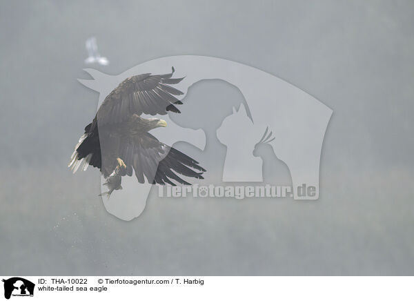 white-tailed sea eagle / THA-10022