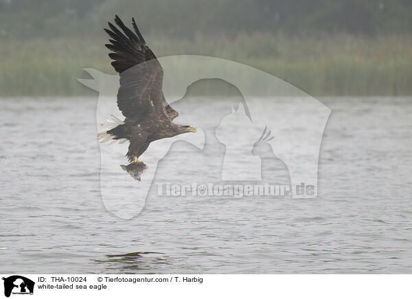 white-tailed sea eagle / THA-10024
