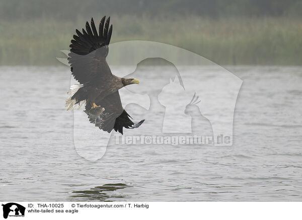 Seeadler / white-tailed sea eagle / THA-10025