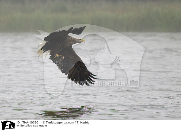 Seeadler / white-tailed sea eagle / THA-10026