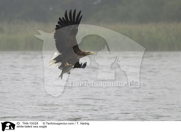 Seeadler / white-tailed sea eagle / THA-10028