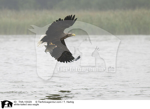 white-tailed sea eagle / THA-10029