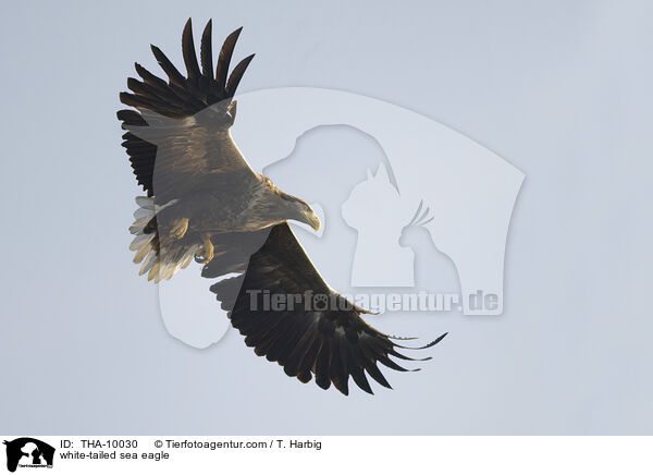 white-tailed sea eagle / THA-10030