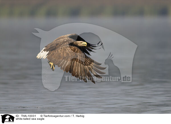 white-tailed sea eagle / THA-10031
