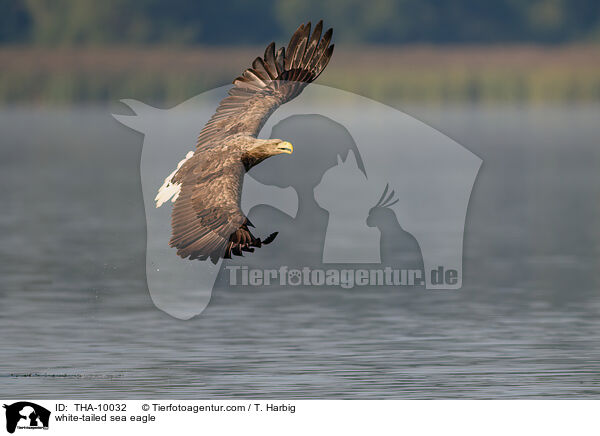 white-tailed sea eagle / THA-10032