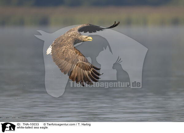 white-tailed sea eagle / THA-10033