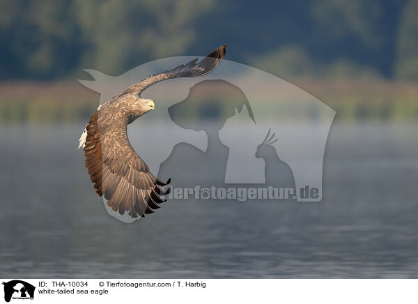 white-tailed sea eagle / THA-10034