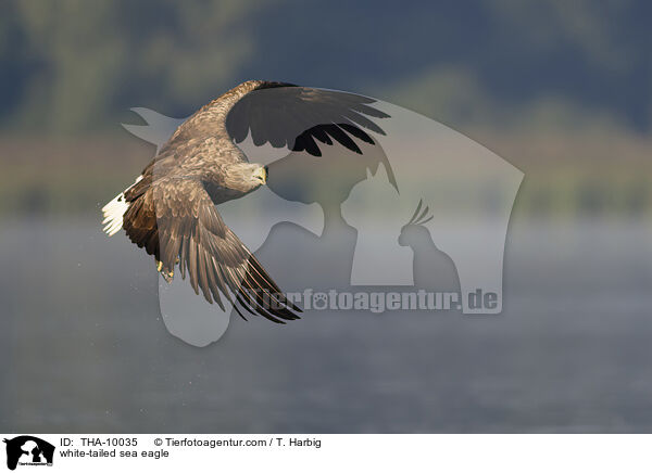 Seeadler / white-tailed sea eagle / THA-10035