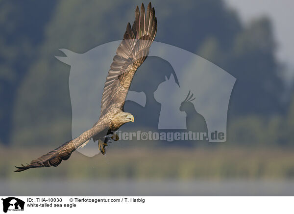 Seeadler / white-tailed sea eagle / THA-10038