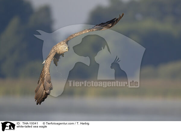 white-tailed sea eagle / THA-10041
