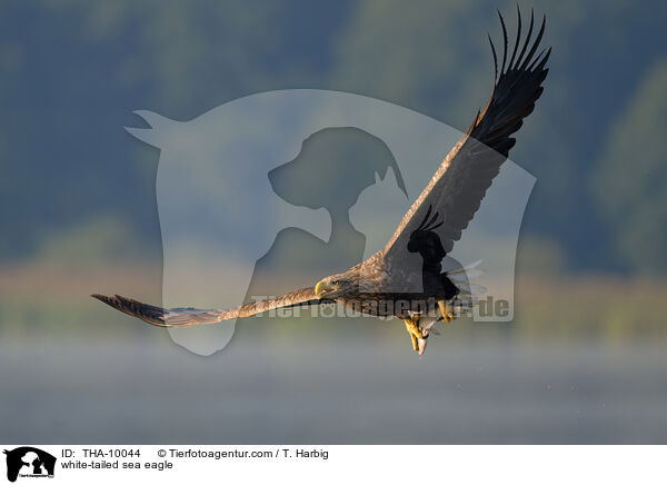Seeadler / white-tailed sea eagle / THA-10044