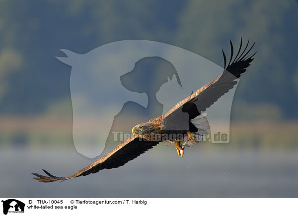 Seeadler / white-tailed sea eagle / THA-10045