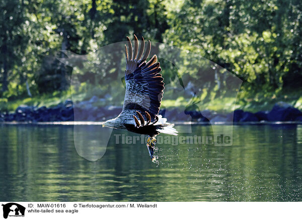 Seeadler / white-tailed sea eagle / MAW-01616