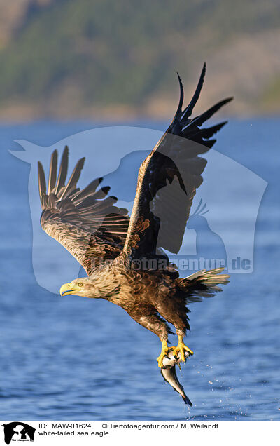 Seeadler / white-tailed sea eagle / MAW-01624
