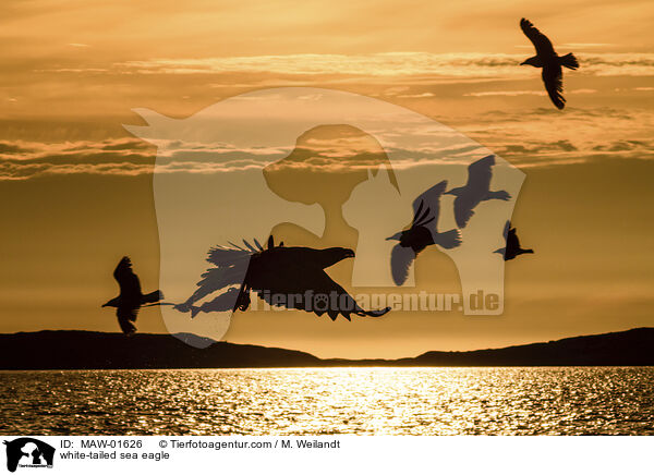 Seeadler / white-tailed sea eagle / MAW-01626