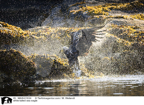 Seeadler / white-tailed sea eagle / MAW-01634