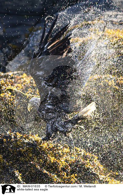 Seeadler / white-tailed sea eagle / MAW-01635