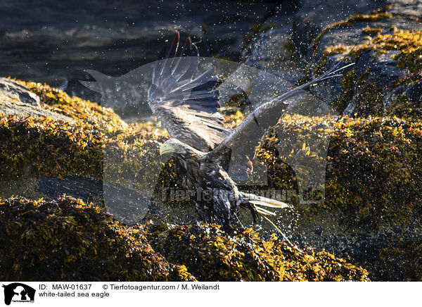 Seeadler / white-tailed sea eagle / MAW-01637