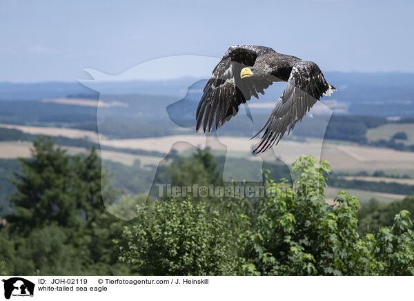 Seeadler / white-tailed sea eagle / JOH-02119