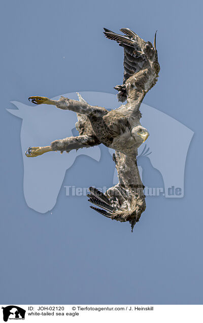 Seeadler / white-tailed sea eagle / JOH-02120