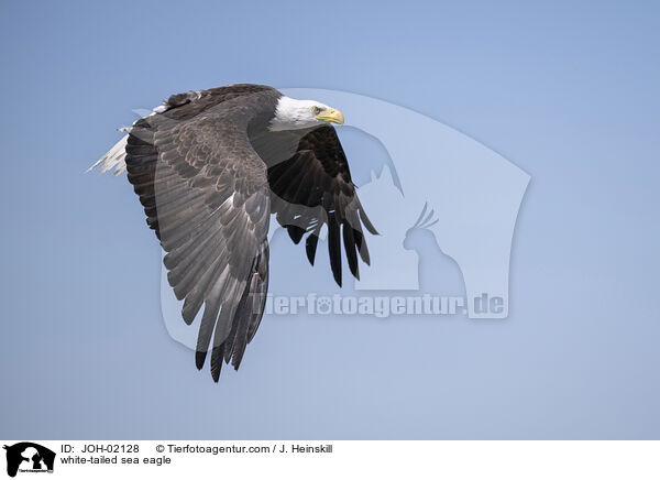 Seeadler / white-tailed sea eagle / JOH-02128