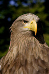 white-tailed sea eagle