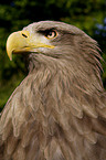 white-tailed sea eagle