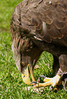 eating white-tailed sea eagle