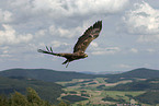 flying white-tailed eagle