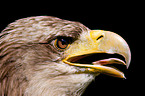 white-tailed sea eagle