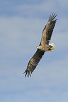 white-tailed sea eagle