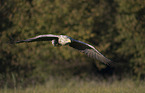 white-tailed sea eagle