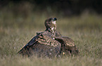 white-tailed sea eagle