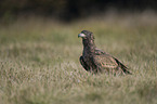 white-tailed sea eagle