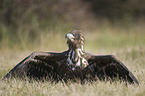 white-tailed sea eagle