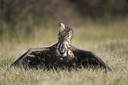 white-tailed sea eagle