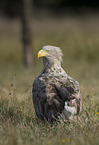 white-tailed sea eagle