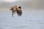 white-tailed sea eagle