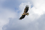 white-tailed sea eagle