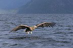 white-tailed sea eagle