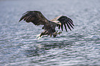 white-tailed sea eagle